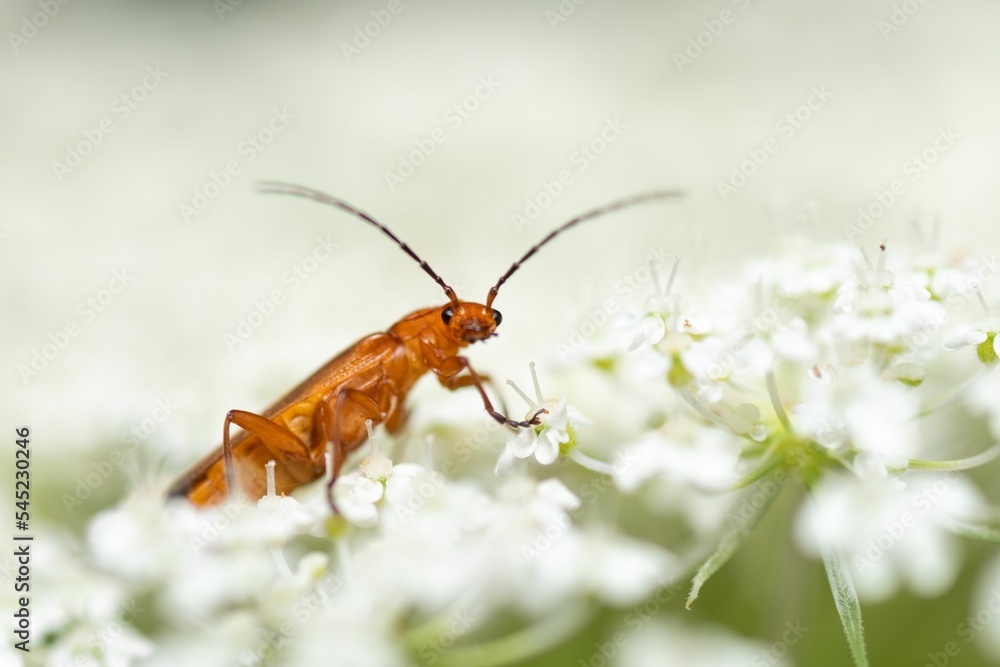 Closeup of a rhagonycha fulva insect on white flowers. Closeup of a rhagonycha fulva insect on white flowers.