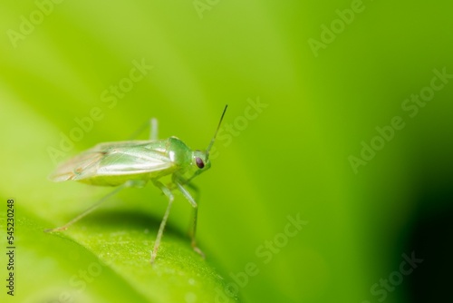 Wallpaper Mural Closeup of an orthotylus insect on a green leaf. Torontodigital.ca