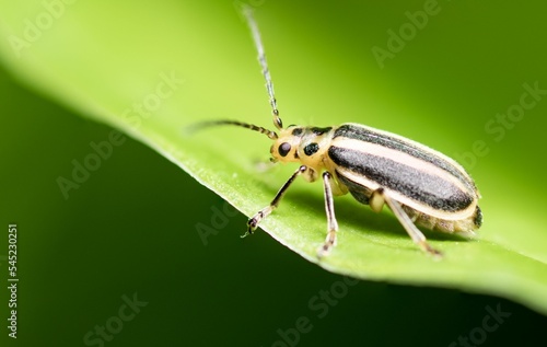 Closeup of acalymma vittatum insect on a green leaf. photo