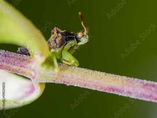 Картината върху платно Closeup of an ambush bug on a plant.