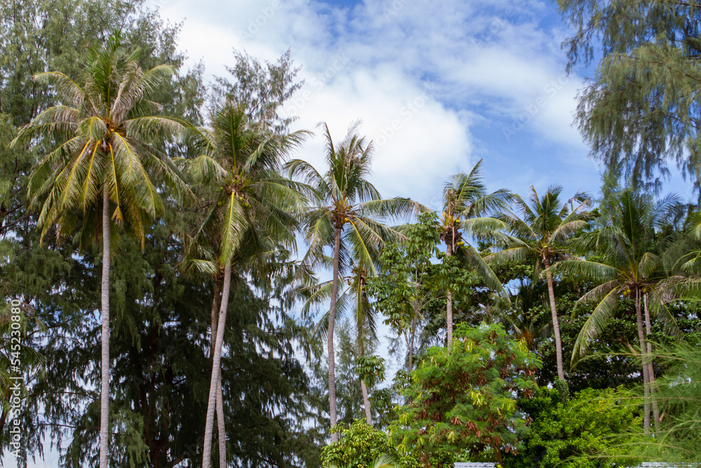 Tropical Plants Flowers Jungle and Beach Scenes Tropical Plants Flowers Jungle and Beach Scenes