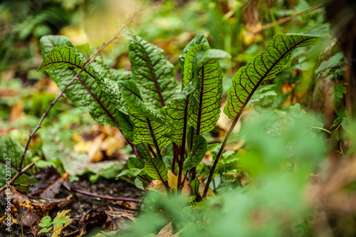 Blut-Sauerampfer  Rumex sanguineus Blätter vor unscharfem Hintergrund.