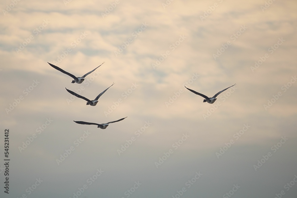 Scenic view of snow geese flock flying in a cloudy sky