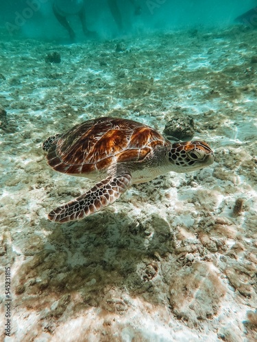 Vertical shot of a turtle with brown spots swimming underwater in the blue ocean