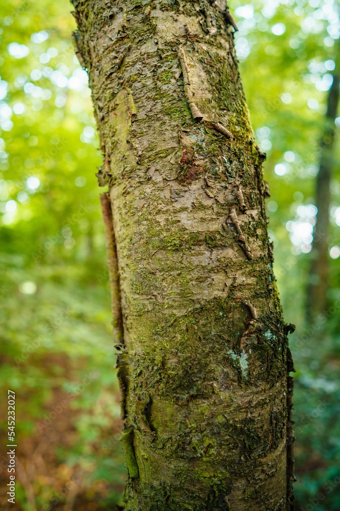 Obraz premium Vertical shot of a tree trunk in a forest in Taunus, Germany
