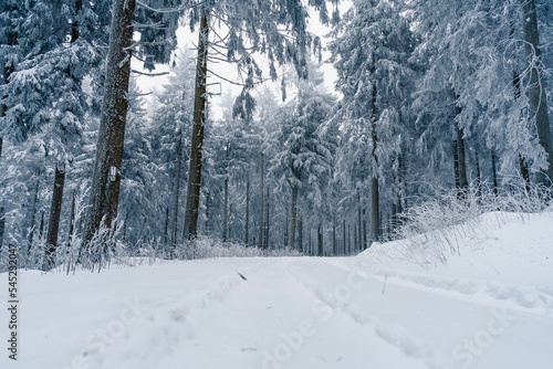 Road covered with snow in a forest of Taunus in Hessen, Germany during winter