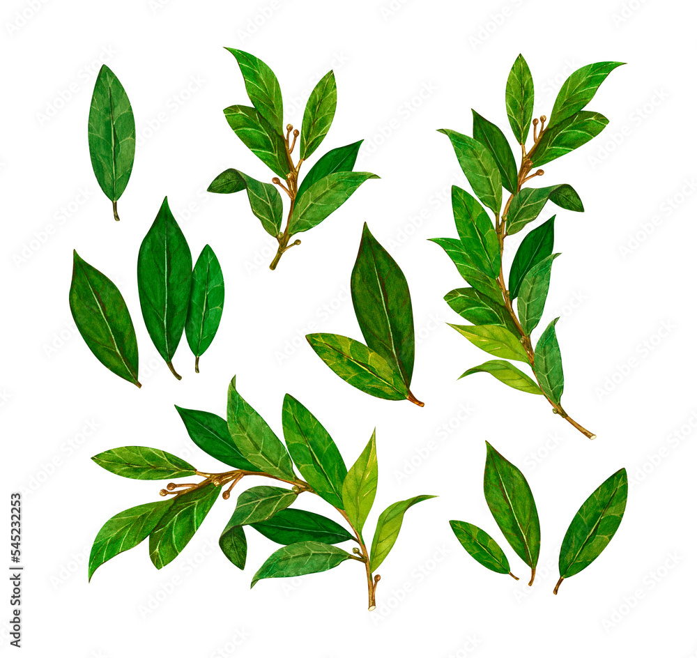 Set bay leaf branches dry and freshness isolated on white background for all prints. Botanical drawing made by hand with watercolor