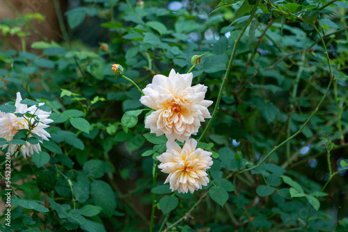 Tropical Plants Flowers Jungle and Beach Scenes