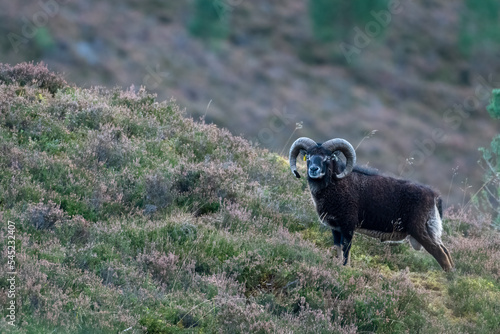 Ram in the heather in autumn, Scottish Highlands photo