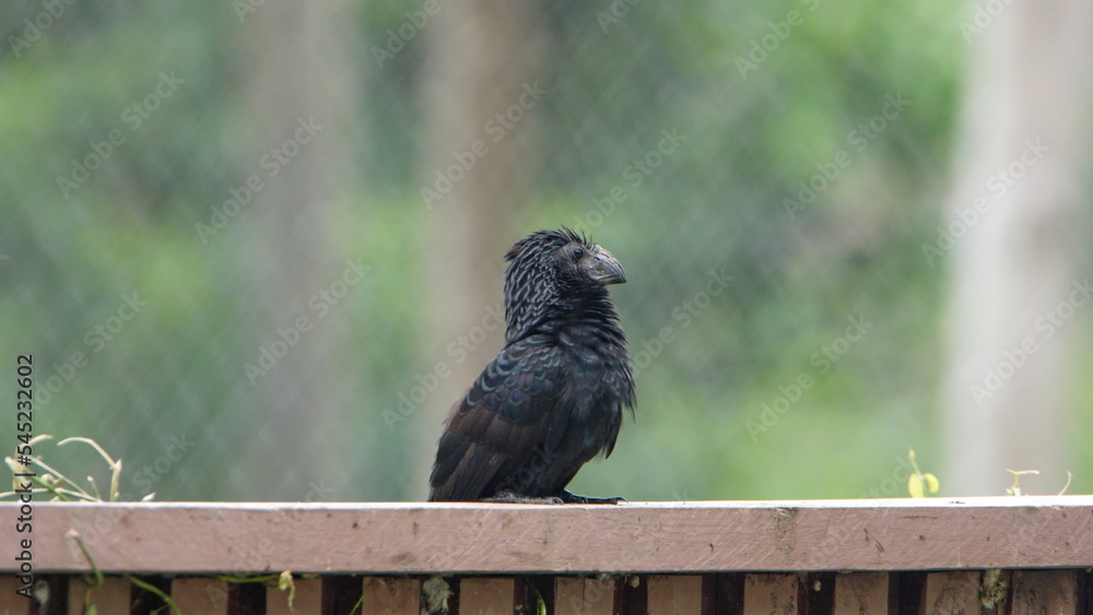 Obraz premium Groove-billed ani (Crotophaga sulcirostris) perched on a fence in the La Segua wetlands near Chone, Ecuador