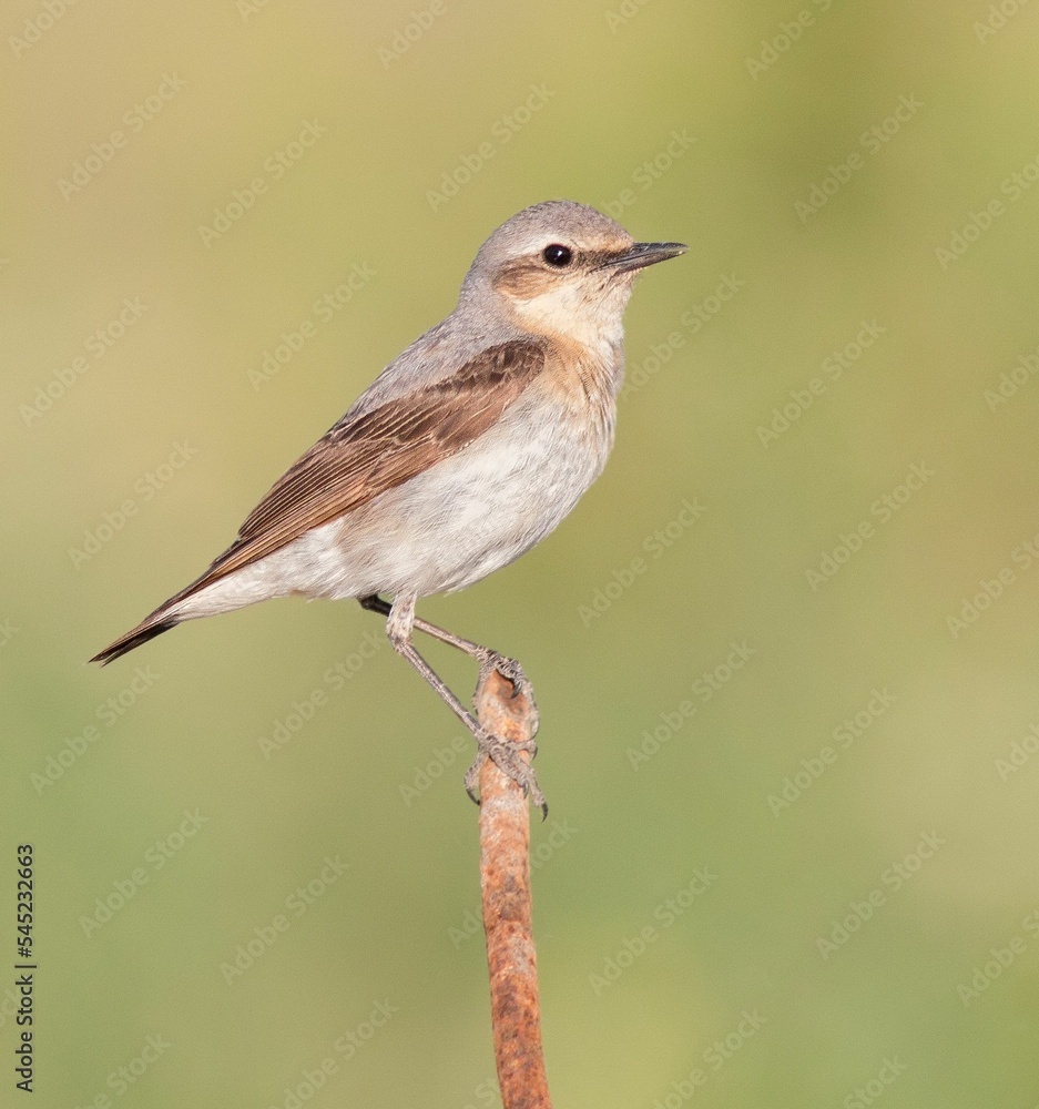 Fototapeta premium Closeup shot of a Whinchat perched on a branch