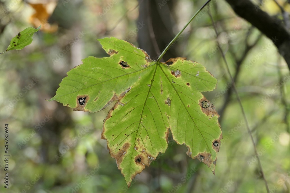 Beautiful closeup of a sick leaf with blurred background Beautiful closeup of a sick leaf with blurred background