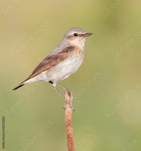 Closeup shot of a Whinchat perched on a branch