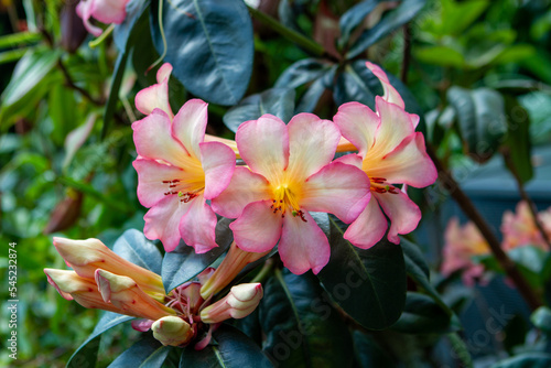 Tropical Plants Flowers Jungle and Beach Scenes