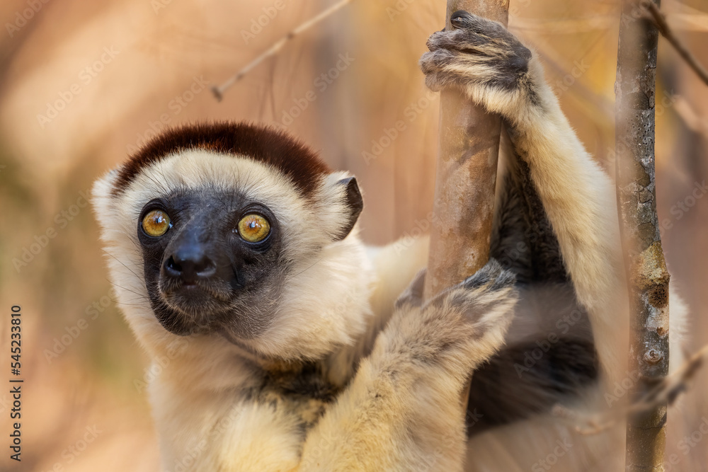 Fototapeta premium Verreaux's Sifaka - Propithecus verreauxi, dry forest Madagascar west coast, Cute primate, Madagascar endemite.