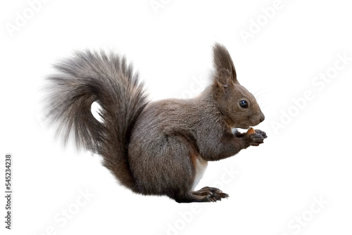 Squirrel © didka