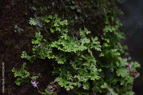 moss on a tree trunk © Imanol