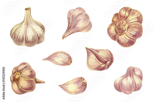 A large set of garlic. Garlic heads, cloves, different angles. Watercolor illustration.