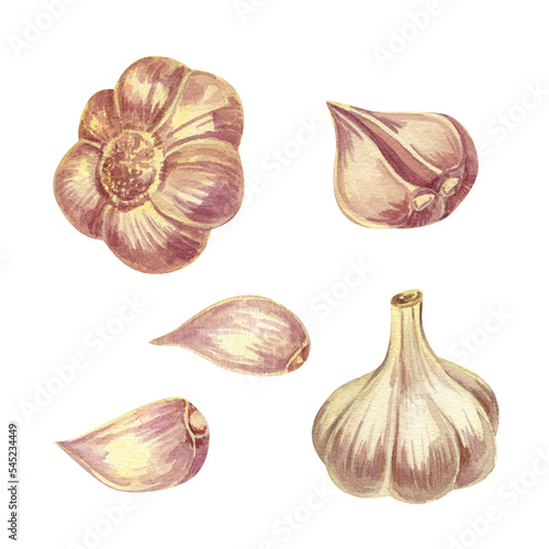 A set of garlic. Fragrant spice, garlic heads, cloves. Watercolor illustration.
