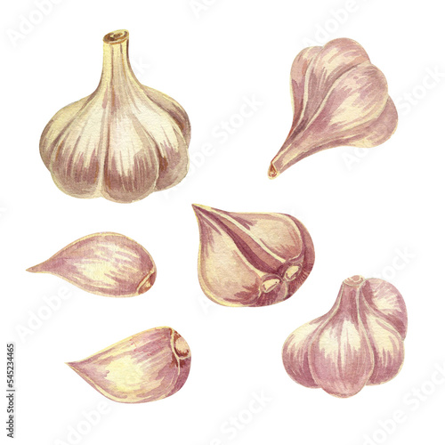 Garlic. A set of watercolor illustrations of aromatic seasoning.