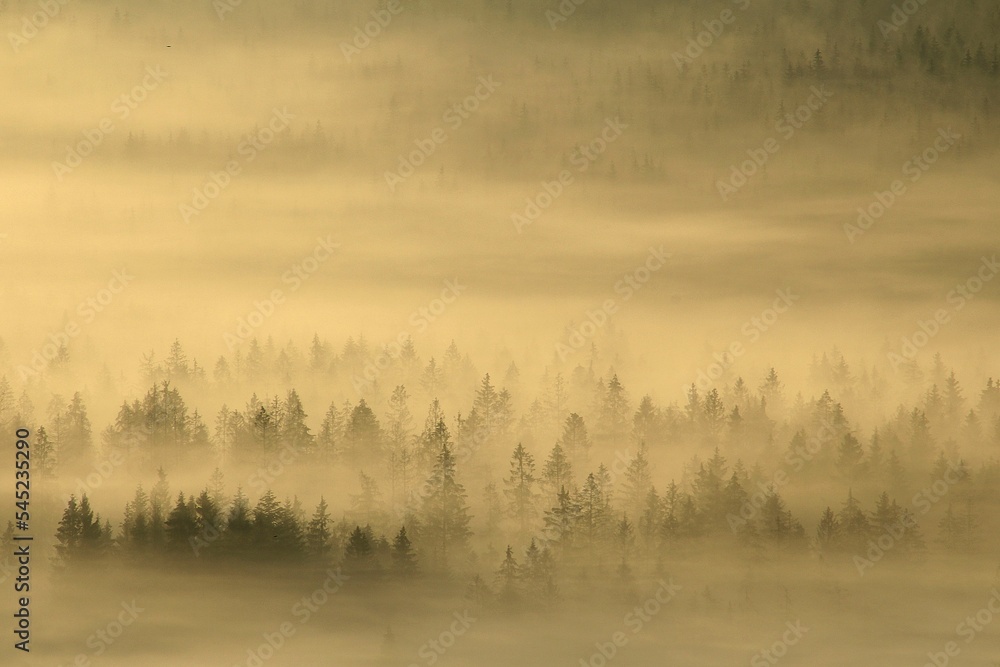 Beautiful view of trees on a hill covered in fog