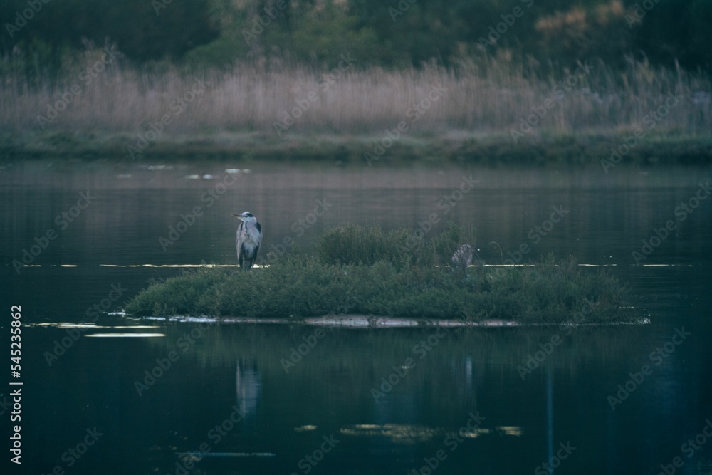 Beautiful shot of gray herons on a small island in a pond Beautiful shot of gray herons on a small island in a pond