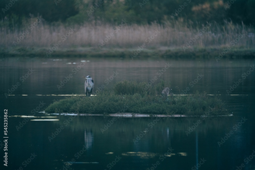 Beautiful shot of gray herons on a small island in a pond