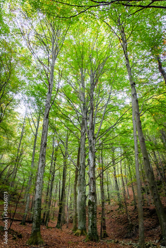 green dense Ligurian forest landscape