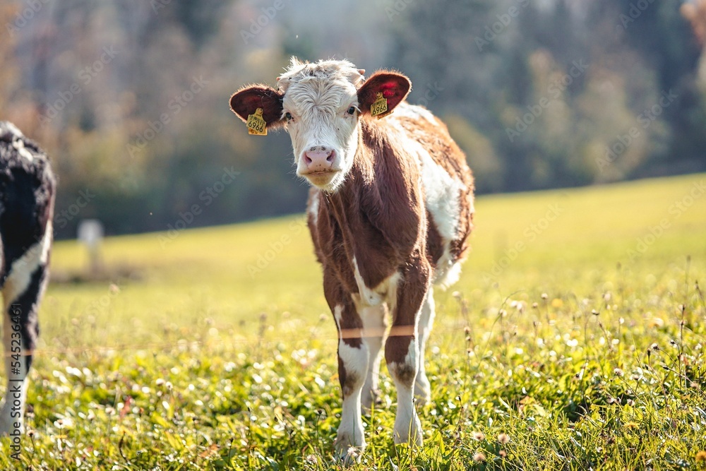 Cute white brown domestic cow with ear tags grazing on a rural field