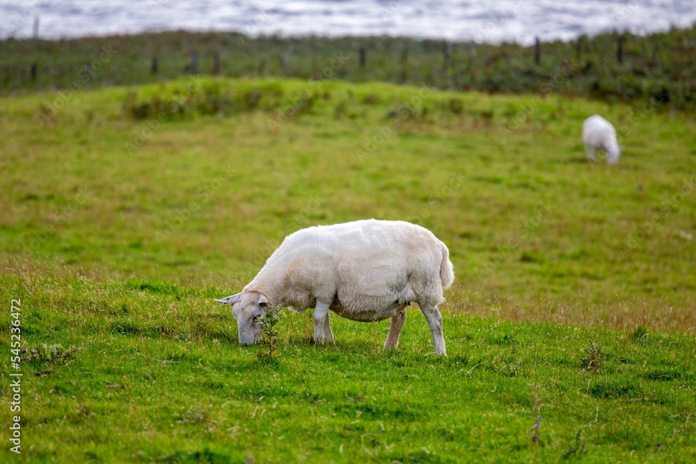 Obraz premium White British milksheep grazing in a green field