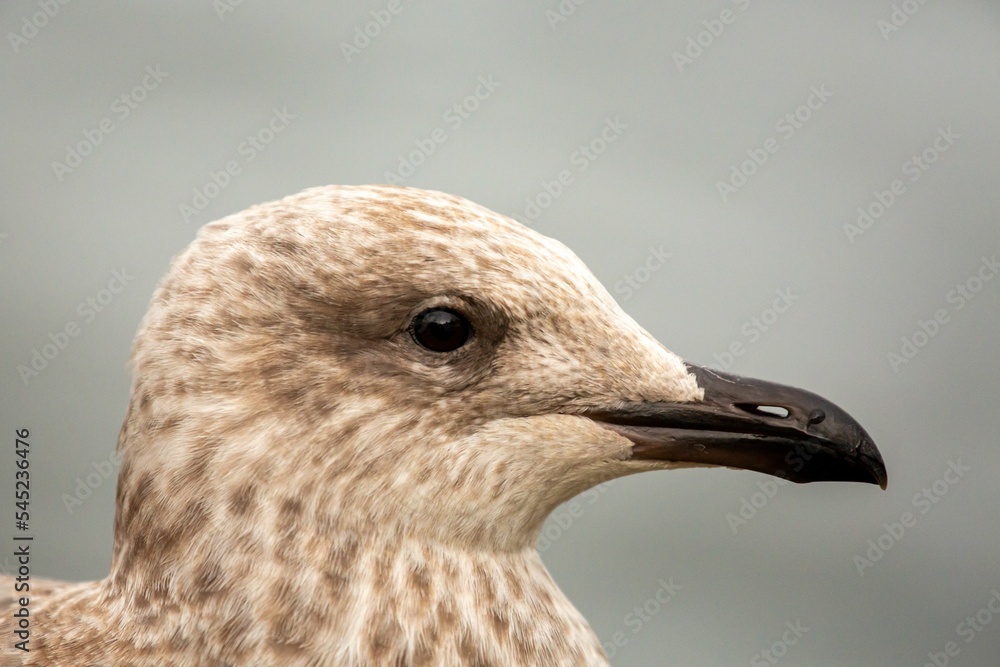 Closeup of a European herring gull head on a gray background Closeup of a European herring gull head on a gray background