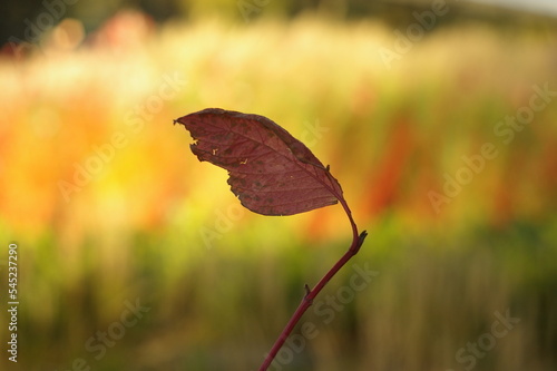 Jesienne liście w ciepłych kolorach