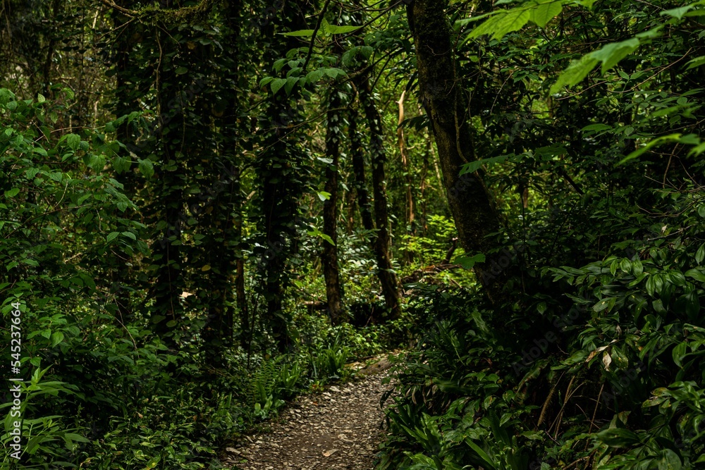 Trail in a dense forest with tall and leafy trees Trail in a dense forest with tall and leafy trees