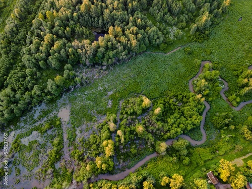 Aerial of wetlands and algae in a green forest