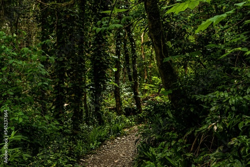 Trail in a dense forest with tall and leafy trees