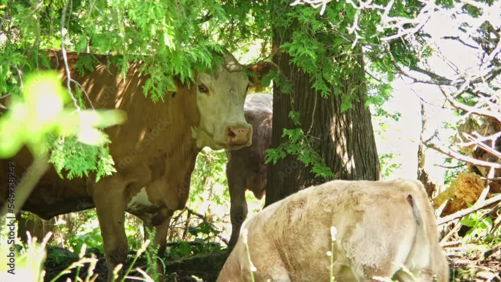 Cows hiding in the shadow of the trees at pasture. Dairy cow with their calf covers from hit at