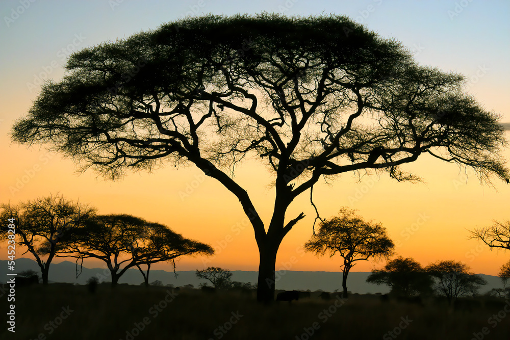 Acacia Trees on the Masai Mara, Kenya
