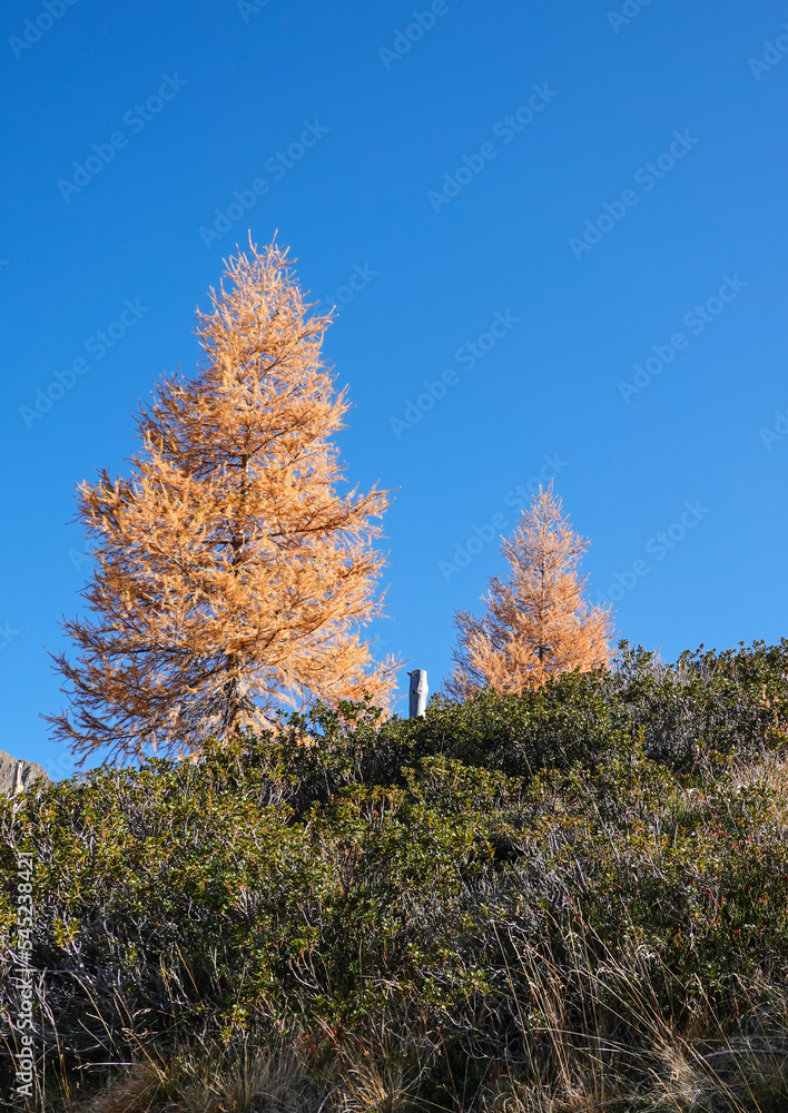 Fototapeta premium Herbst in den Bergen Südtirols