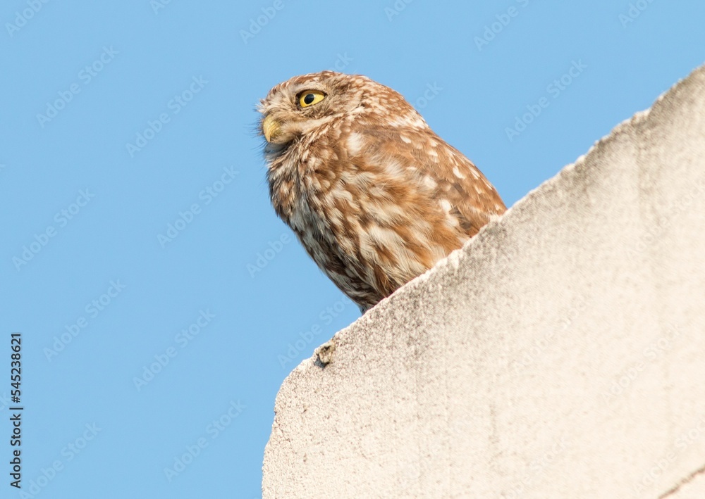 Low angle shot of a brown little owl perched on a stone wall Low angle shot of a brown little owl perched on a stone wall