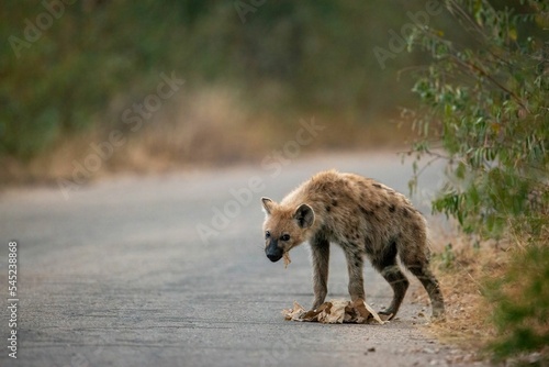 Fotografia, Obraz Selective focus of a Spotted hyena eating something from the ground in Kruger Na