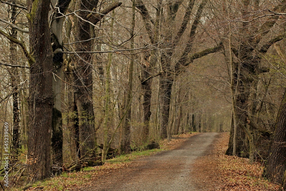 Naklejka premium Beautiful shot of a forest with leafless trees in winter