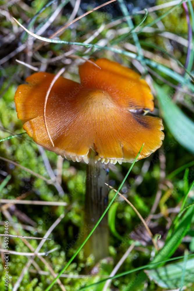 Closeup shot of a small brown mushroom grown in a forest during the daytime Closeup shot of a small brown mushroom grown in a forest during the daytime
