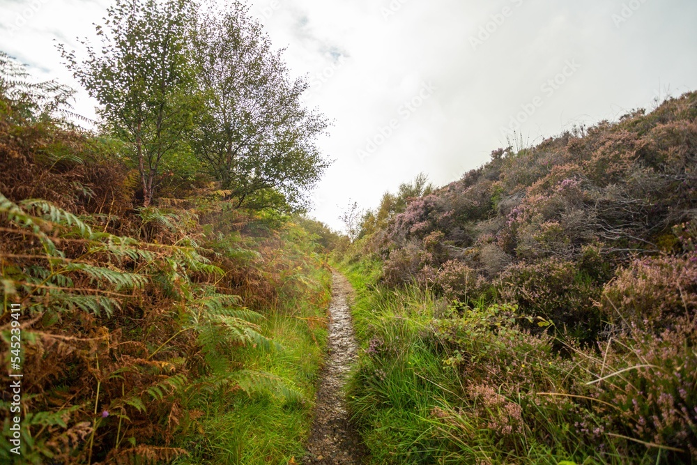 Narrow path surrounded by dense bushes and trees on a gloomy day