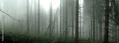 Wallpaper Mural High resolution panorama of a mysterious and dark forest background with trees in the mist. Large size background. Torontodigital.ca