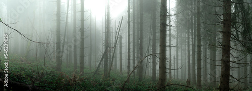 High resolution panorama of a mysterious and dark forest background with trees in the mist. Large size background.