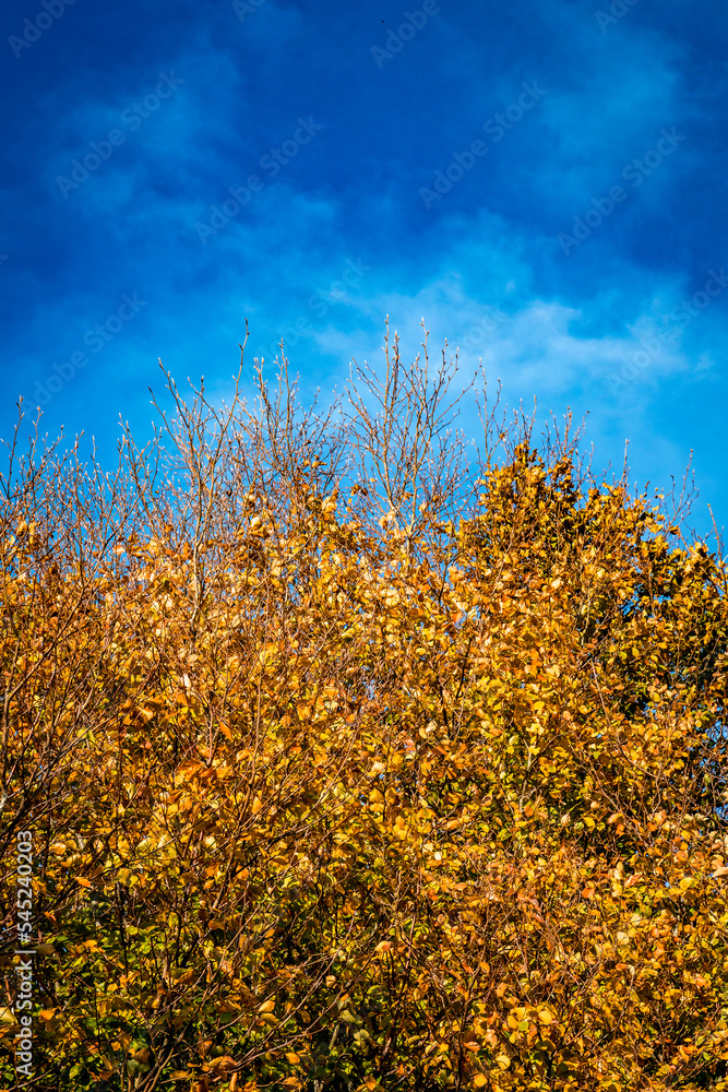 Arbre aux couleurs d'automne Arbre aux couleurs d'automne
