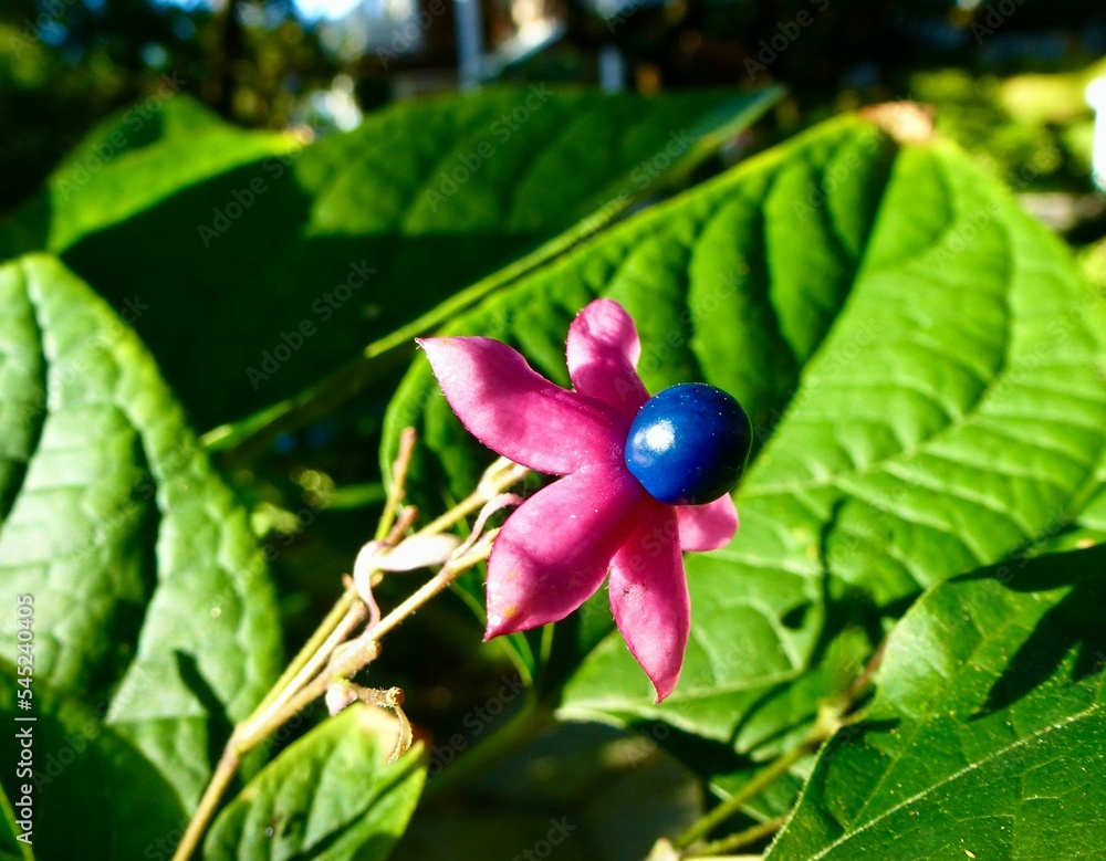 Closeup of the Harlequin glory bower flower against the green leaves background Closeup of the Harlequin glory bower flower against the green leaves background