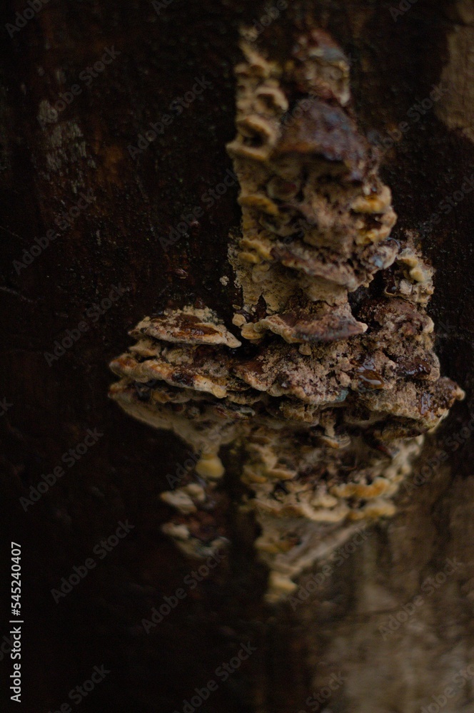 Vertical selective focus of mushrooms on a tree Vertical selective focus of mushrooms on a tree