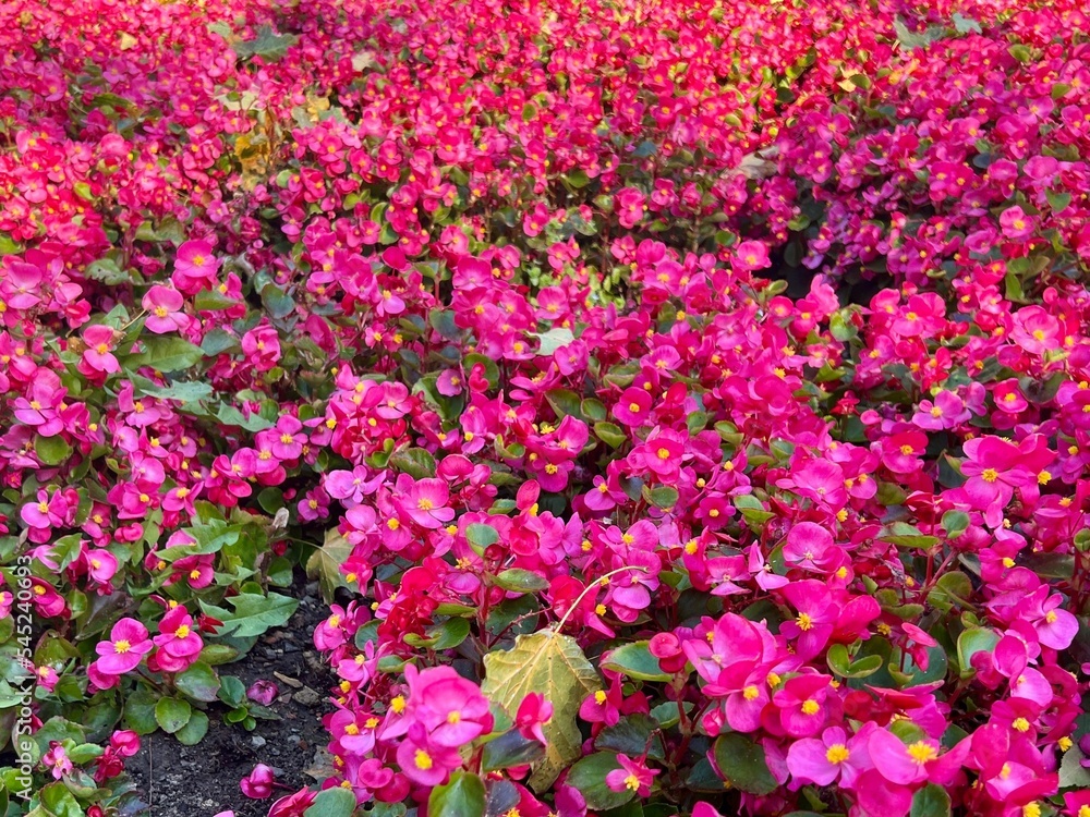 Field of beautiful red pink flowers