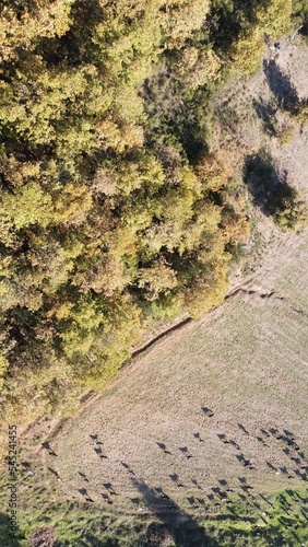 Vertical aerial shot of an open field and a small forest located in the countryside